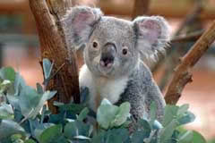 Zoo Parc de Beauval - Saint Aignan