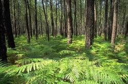 Parque Natural Regional des Landes de Gascogne