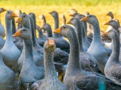 Les oies du Périgord