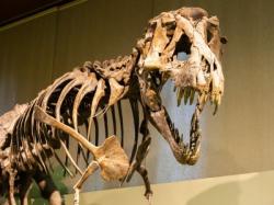 Musée du jurassique des Asturies