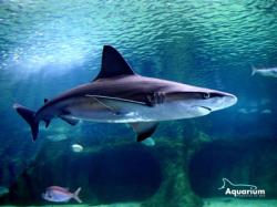 Aquarium de Roquetas